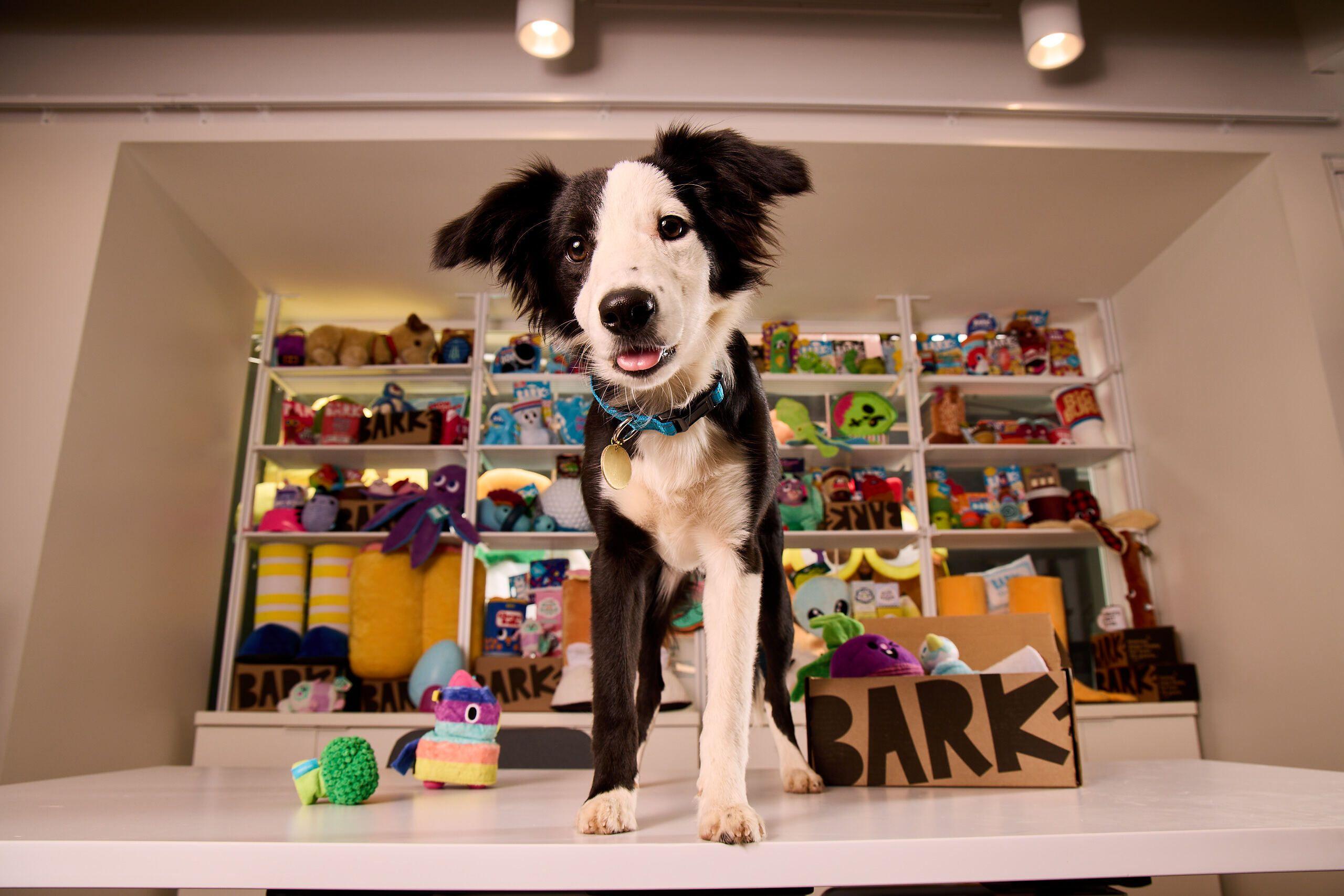 A black and white dog stands on a white surface with colorful dog toys and a "BARK" box, with shelves of toys in the background.