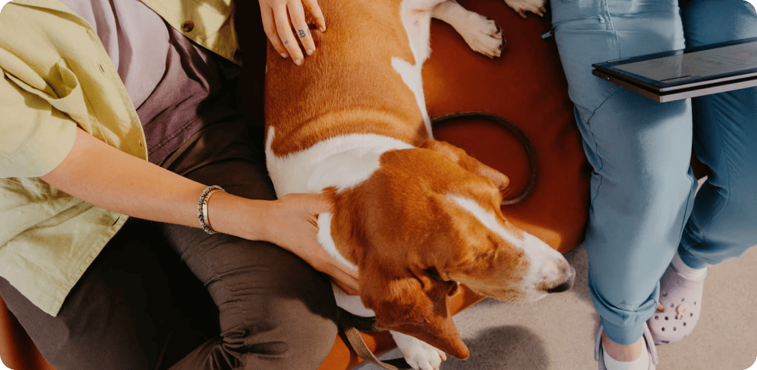 Smiling light brown dog with its tongue out, its face playfully squished by a human hand.