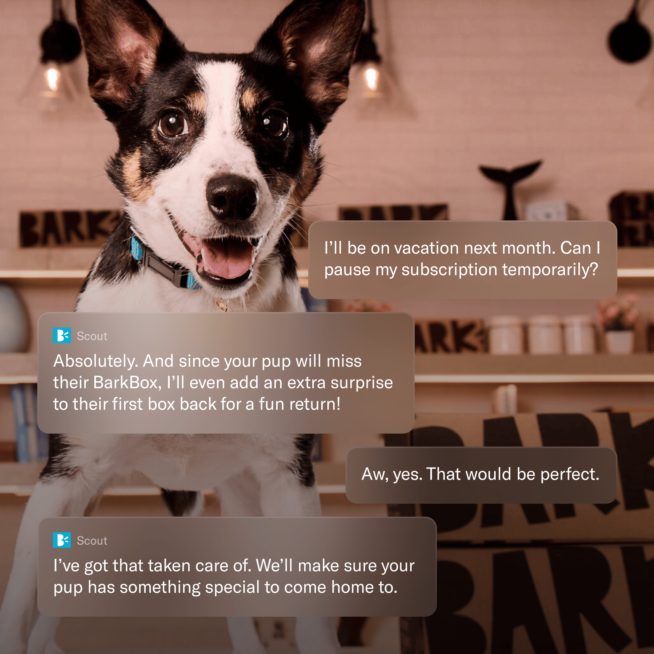 A happy black and white dog in a blue collar smiles, with superimposed text showing a customer service chat about pausing a BarkBox subscription and getting an extra surprise.